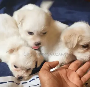 1-3 months Female Purebred Lhasa Apso