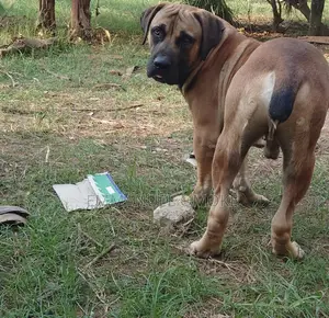 6-12 months Male Purebred Boerboel