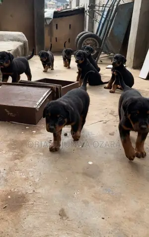 1-3 months Female Purebred Rottweiler