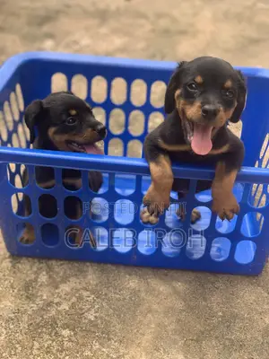 1-3 months Female Purebred Rottweiler