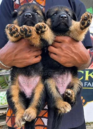 1-3 months Female Purebred German Shepherd