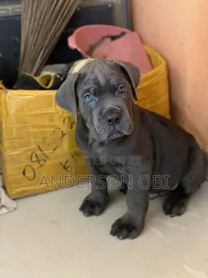 1-3 months Male Purebred Cane Corso