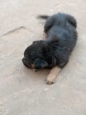 1-3 months Male Mixed Breed German Shepherd