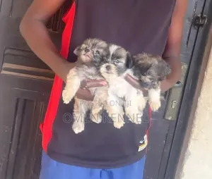 1-3 months Female Purebred Lhasa Apso
