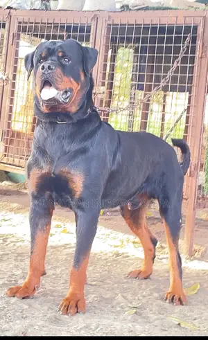 1+ year Male Purebred Rottweiler