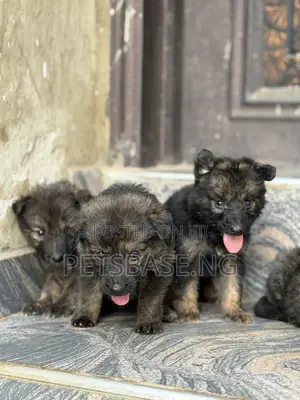 1-3 months Female Purebred German Shepherd