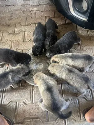 0-1 month Male Purebred German Shepherd