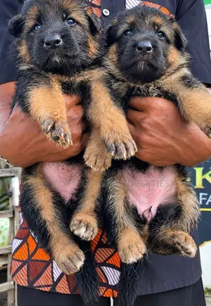 1-3 months Female Purebred German Shepherd