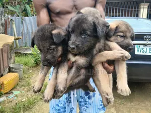 1-3 months Male Purebred German Shepherd