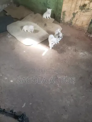 0-1 month Male Purebred Samoyed
