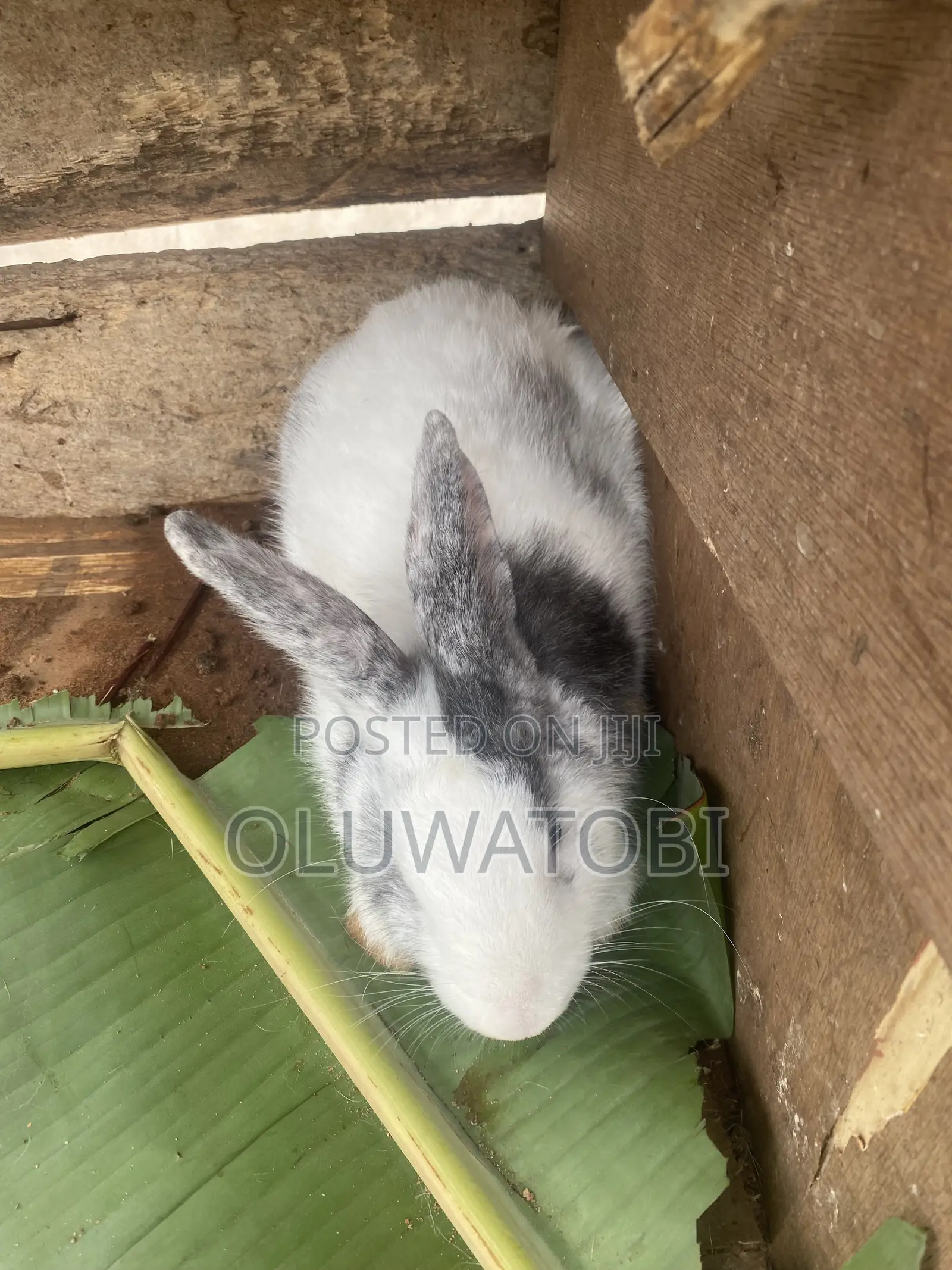 Male Full Breed Rabbit