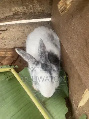 Male Full Breed Rabbit