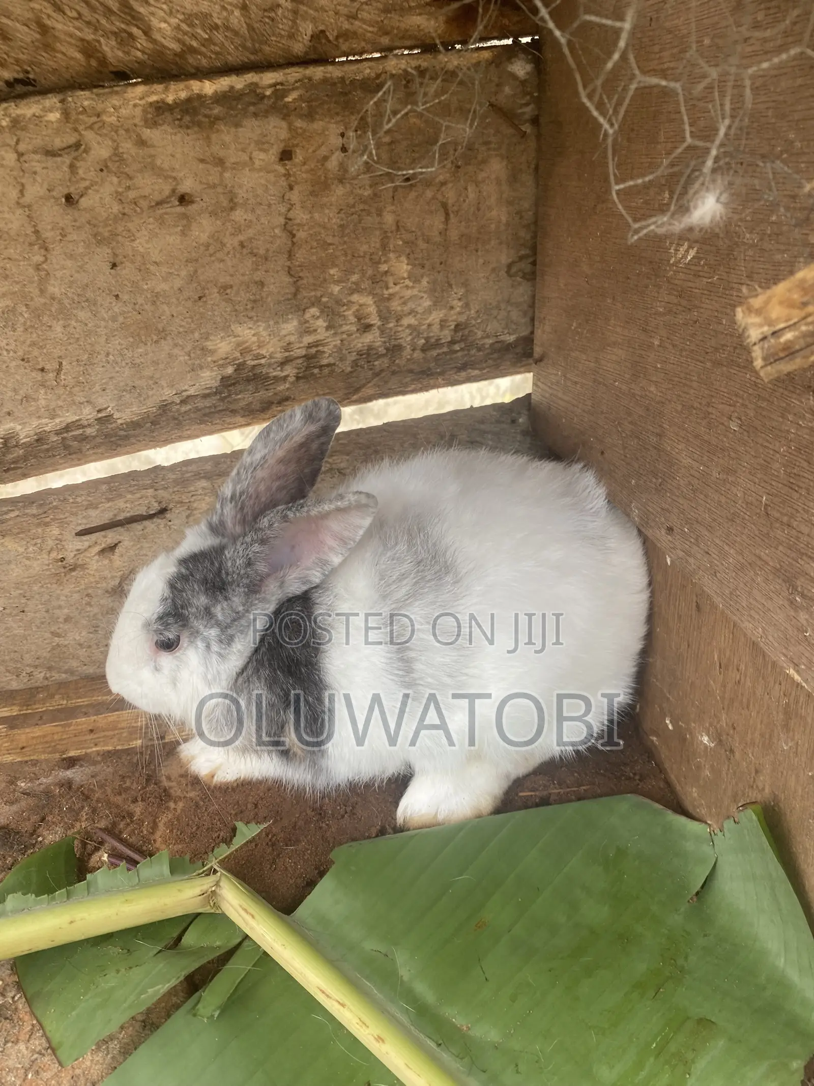Male Full Breed Rabbit