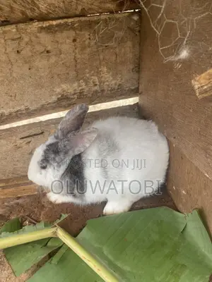 Male Full Breed Rabbit