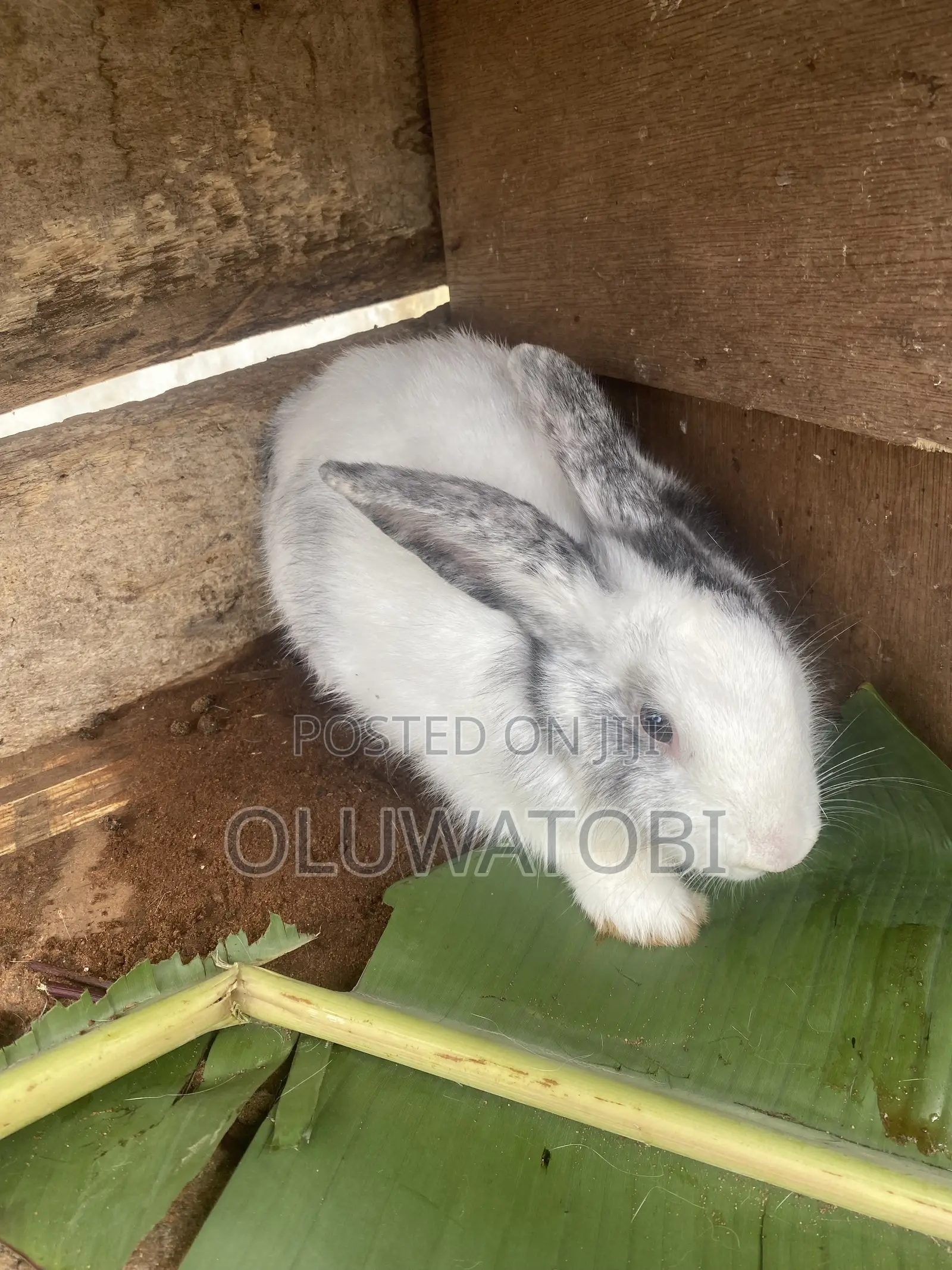 Male Full Breed Rabbit