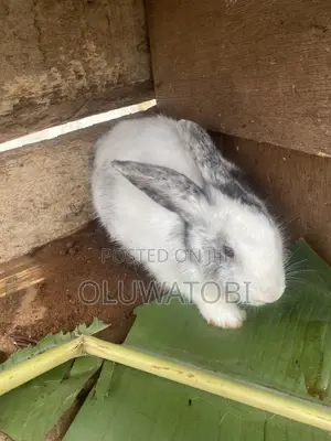 Male Full Breed Rabbit