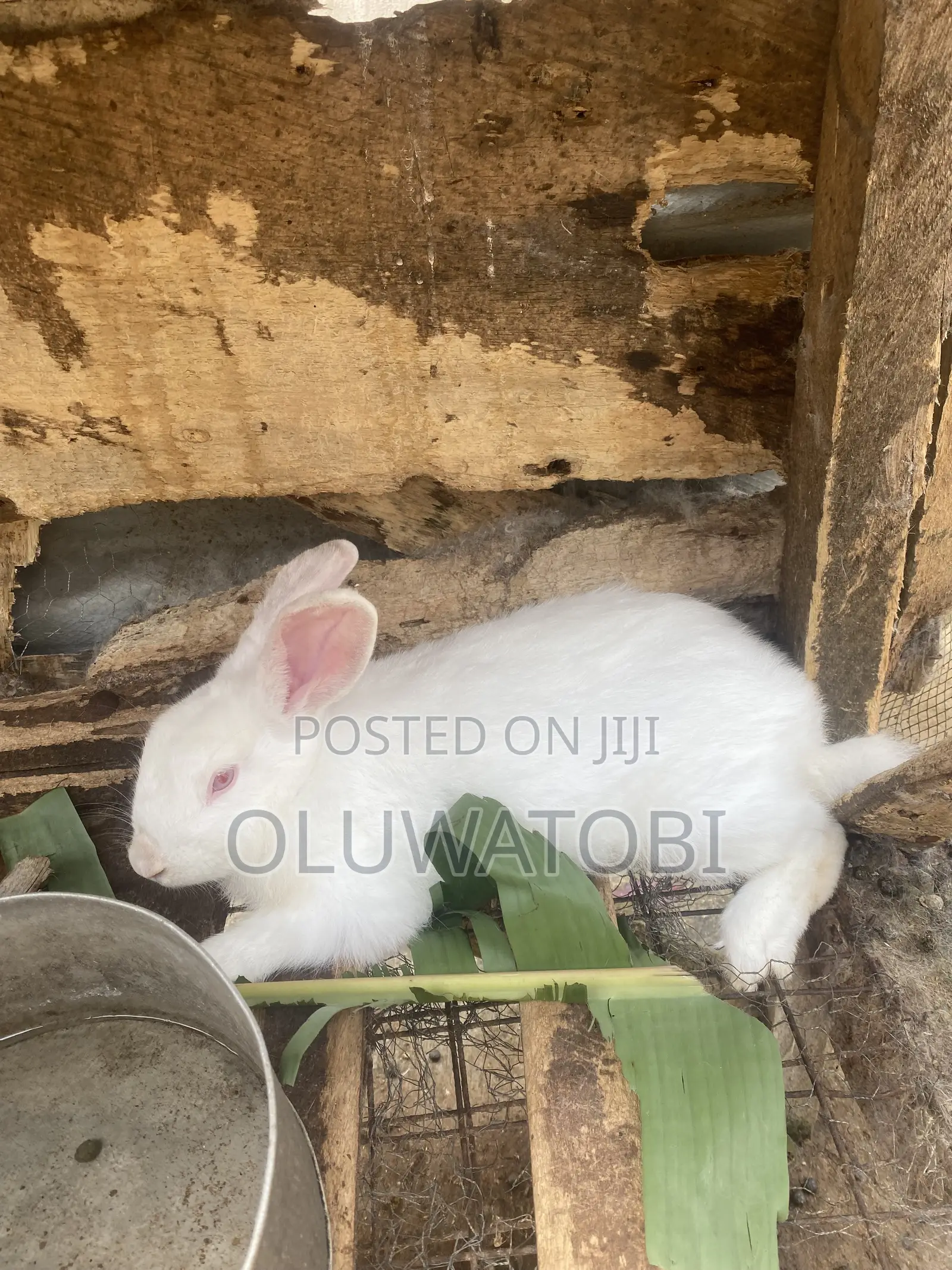 Male Full Breed Rabbit