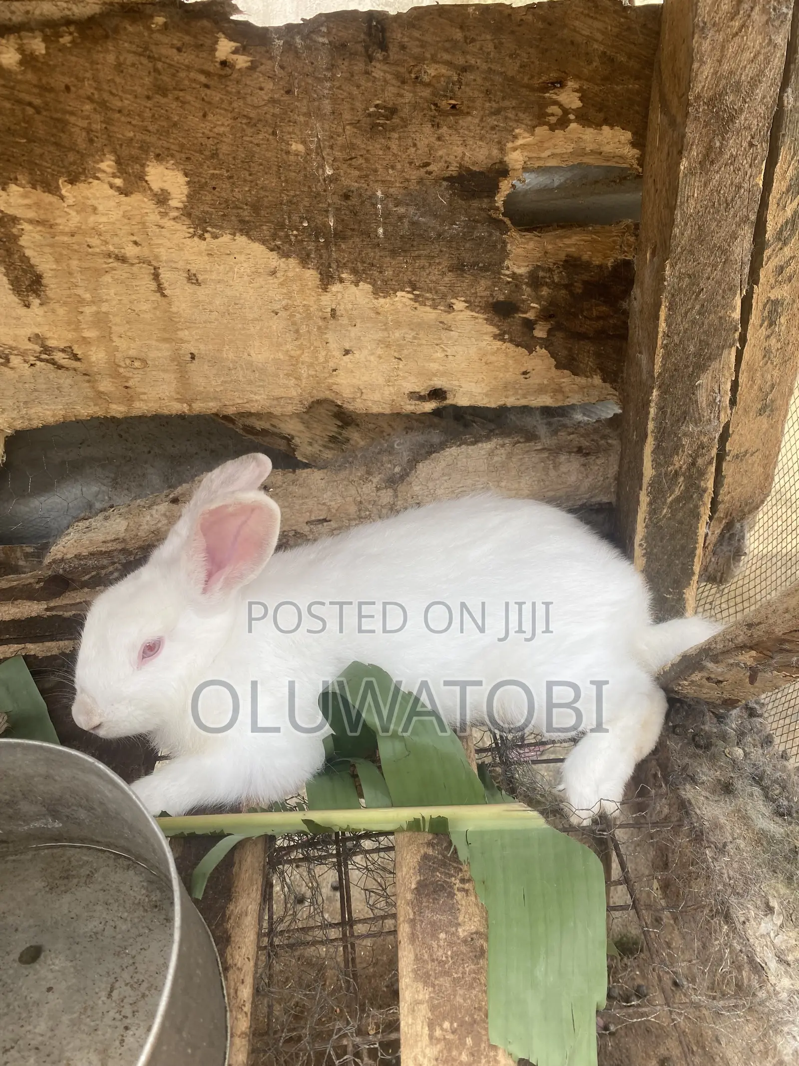 Male Full Breed Rabbit