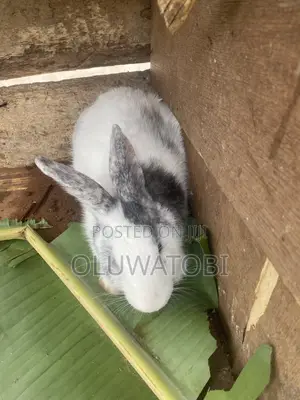 Male Full Breed Rabbit