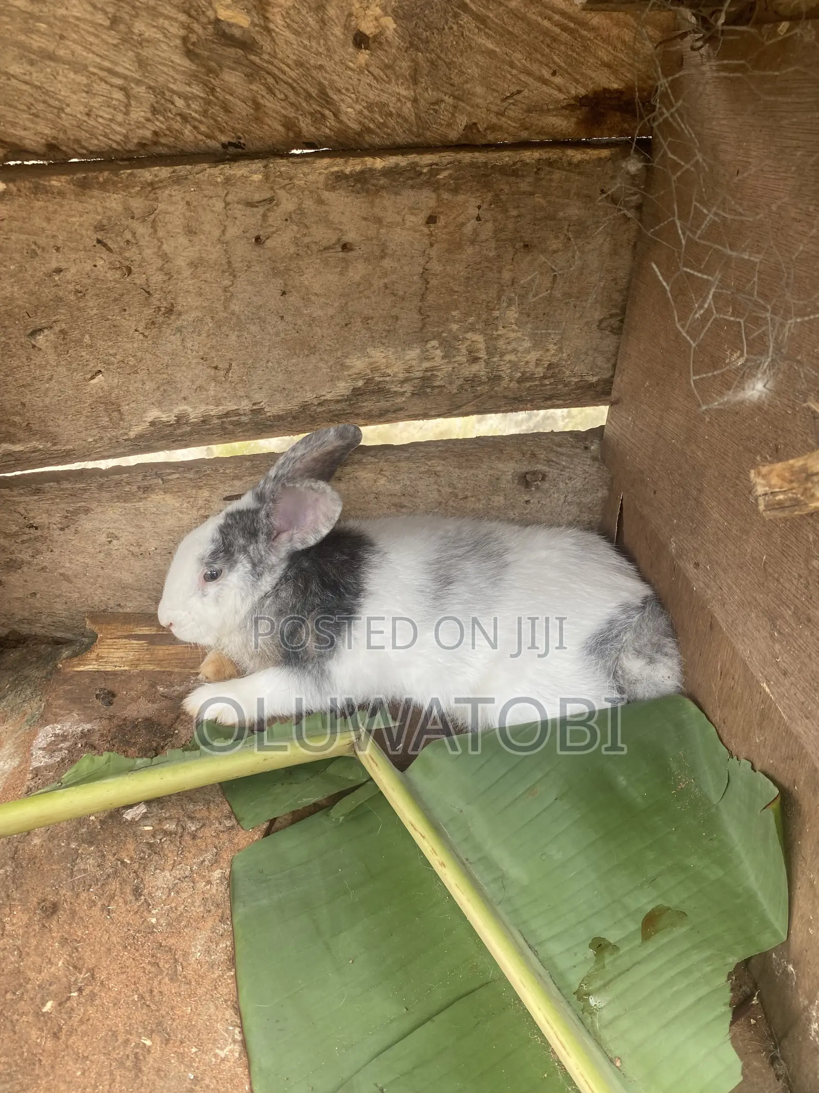Male Full Breed Rabbit
