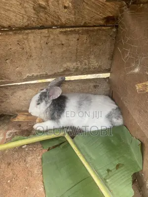 Male Full Breed Rabbit