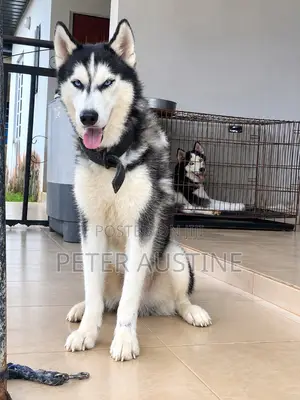 6-12 months Male Purebred Siberian Husky