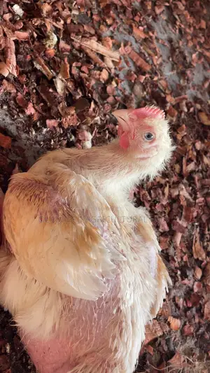 Healthy 4-Week-Old Broilers Available