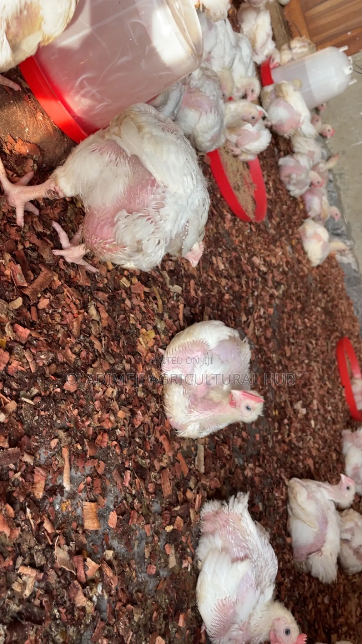 Healthy 4-Week-Old Broilers Available