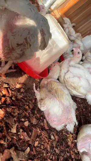 Healthy 4-Week-Old Broilers Available