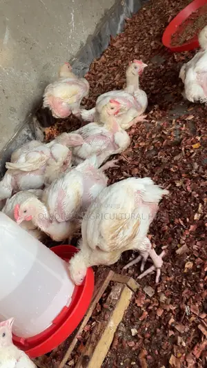 Healthy 4-Week-Old Broilers Available