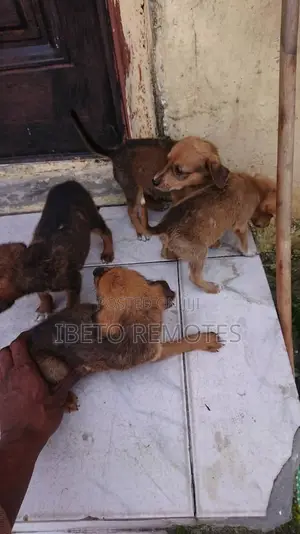 0-1 month Male Mixed Breed Toy Fox Terrier