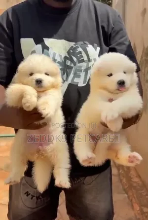 1-3 months Female Purebred Samoyed