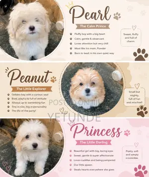 3-6 months Male Purebred Lhasa Apso