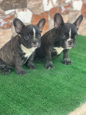 3-6 months Female Purebred French Bulldog