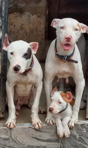 6-12 months Male Purebred American Pit Bull Terrier