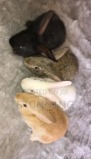New Zealand Rabbit