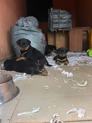1-3 months Female Purebred Rottweiler