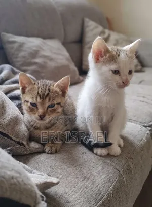 0-1 month Female Mixed Breed Tabby