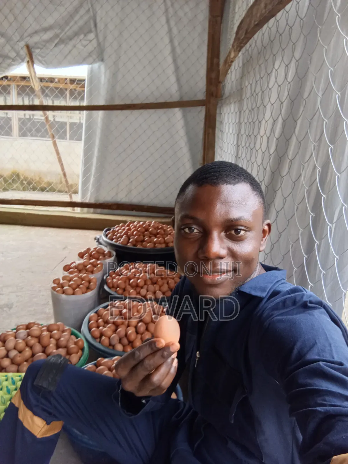 Fresh Eggs for Sale