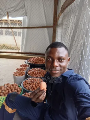 Fresh Eggs for Sale