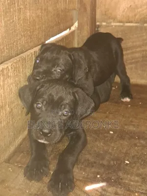1-3 months Male Purebred Cane Corso