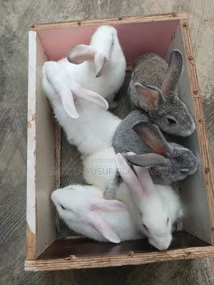 Healthy Weaners/Mature Rabbit for Sale