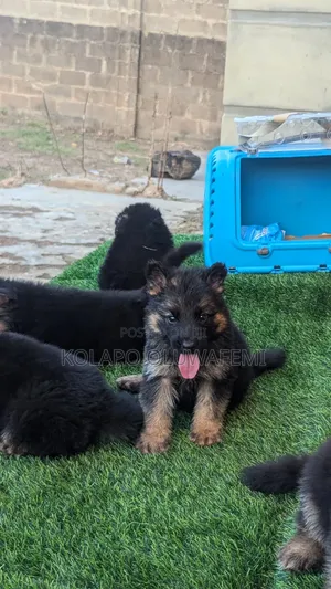 1-3 months Male Purebred German Shepherd