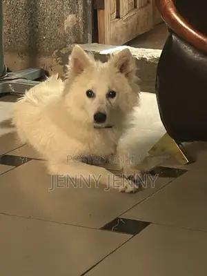 1+ year Male Purebred American Eskimo
