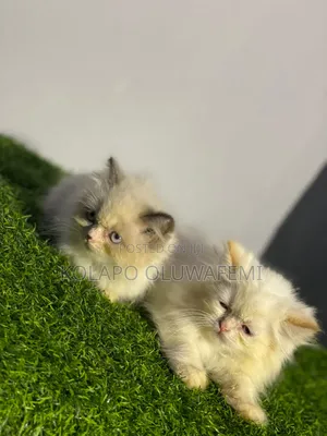 1-3 months Female Purebred Persian
