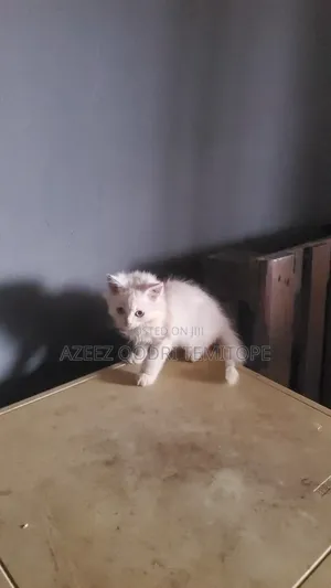 1-3 months Male Purebred Persian