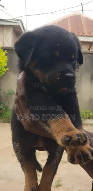 1-3 months Female Purebred Rottweiler