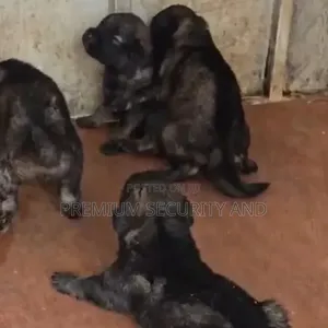 0-1 month Male Purebred German Shepherd