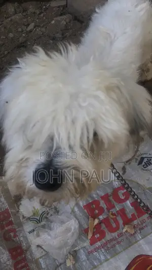 1+ year Male Purebred Lhasa Apso