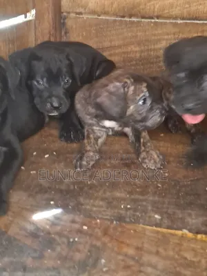 1-3 months Male Purebred Cane Corso